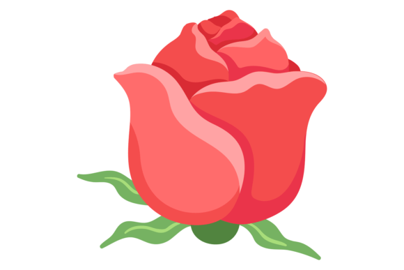 Blooming Red Rose Graphics & Illustrations