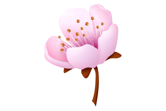 Sakura Blossom Graphics: Decorative Illustrations for Local Branding